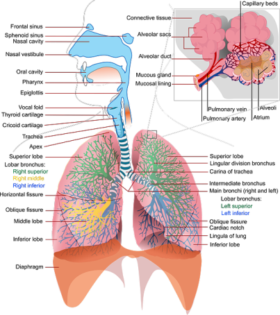 Схема дыхательной системы